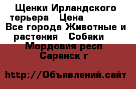 Щенки Ирландского терьера › Цена ­ 30 000 - Все города Животные и растения » Собаки   . Мордовия респ.,Саранск г.